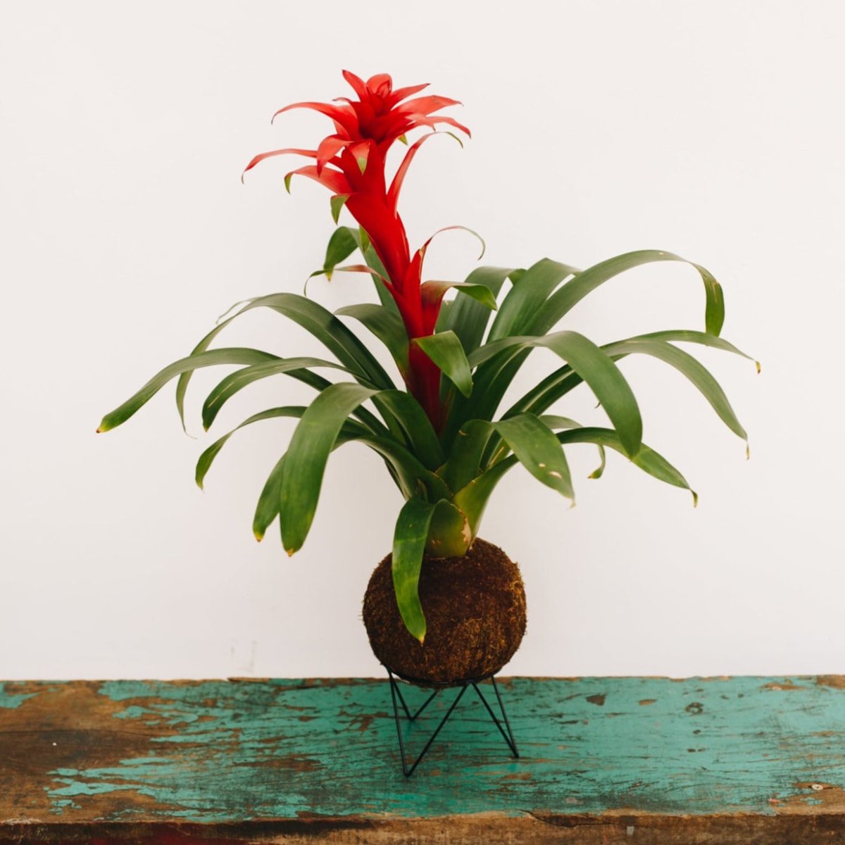 CASAREVIVA - Bromelia Vermelha - koke - planta